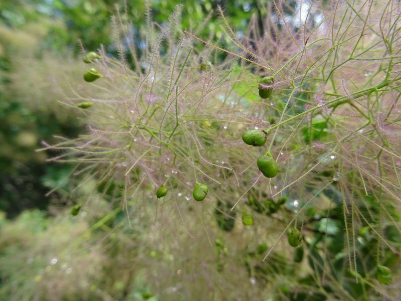 Cotinus coggygria / Sommacco selvatico